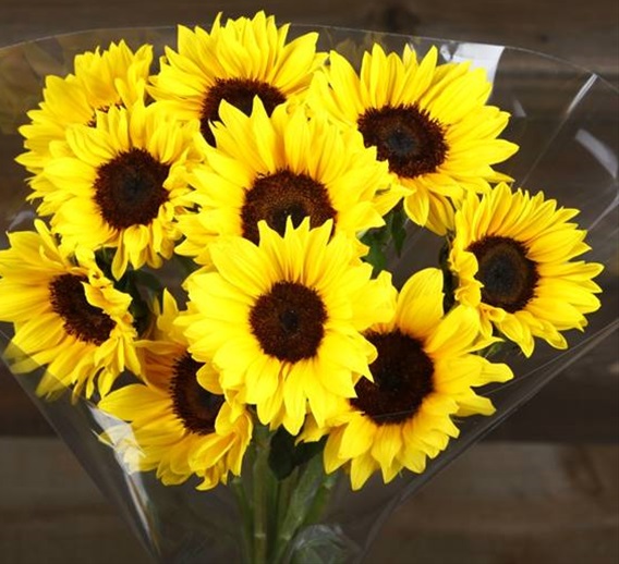 Mini Sunflower Sunbright Sunflowers Flowers and Fillers Flowers